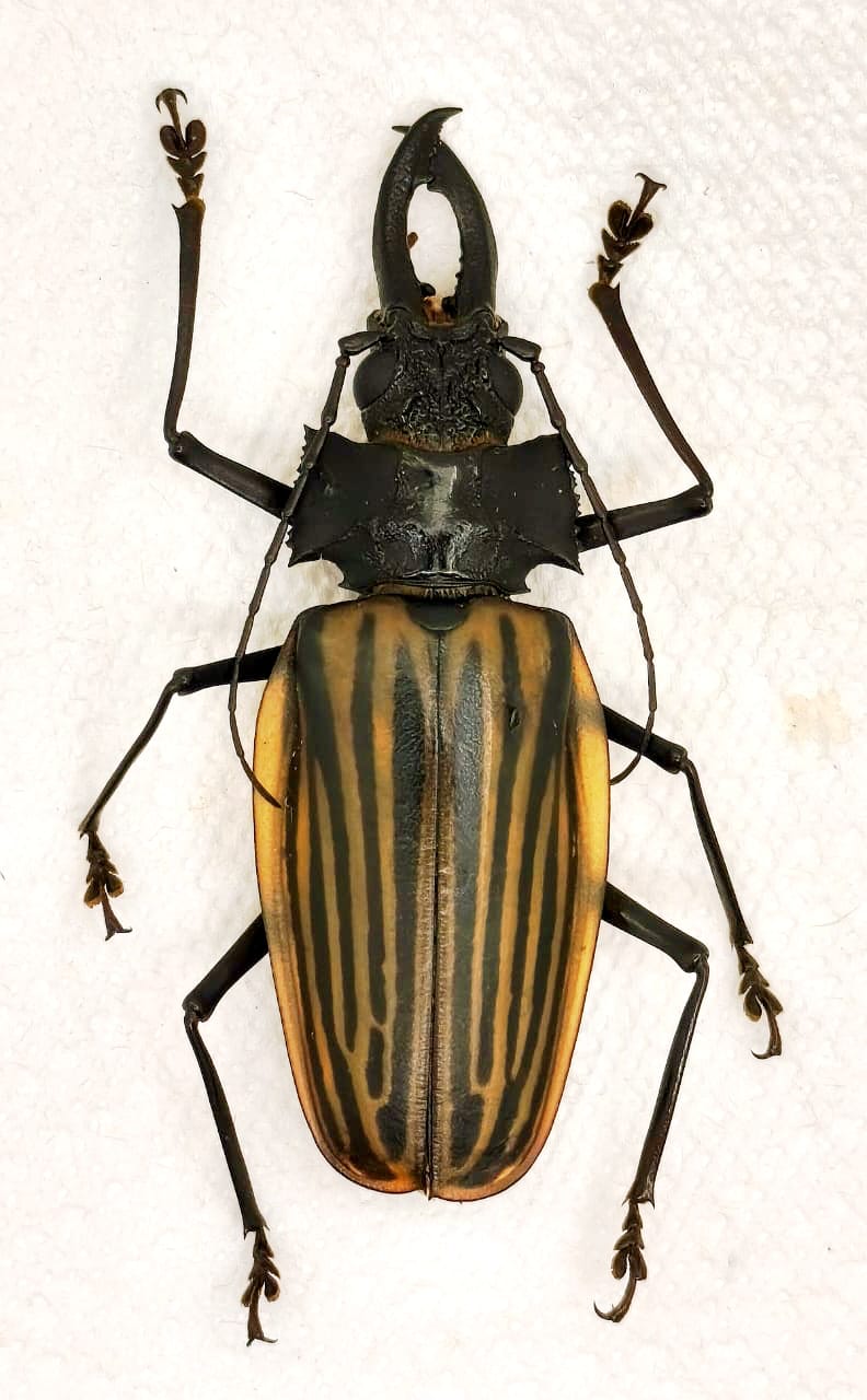 Macrodontia castroi